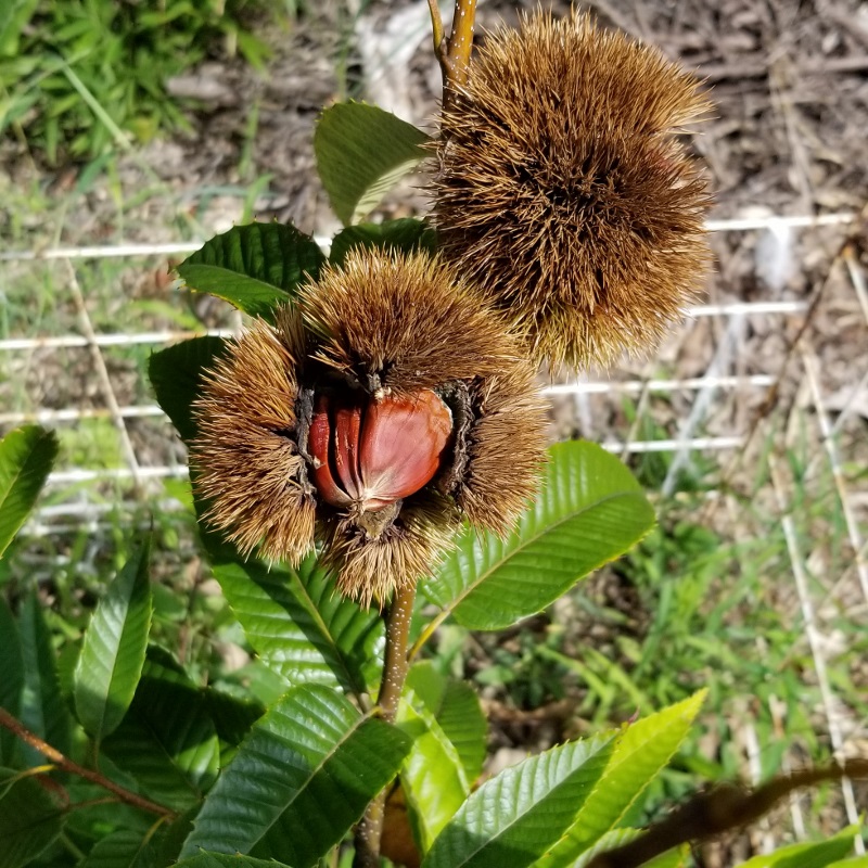 植えて初めて実った栗の実はシワシワでした Life Island