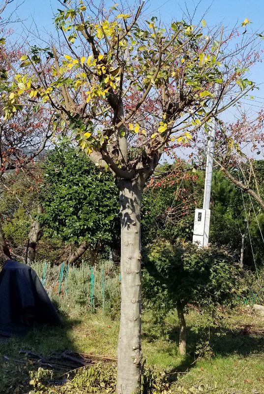 enoki_20181120 (537x800)