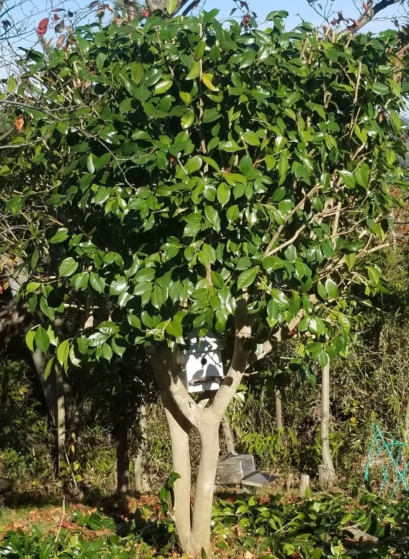 tubaki_20181124_095439 (586x800)