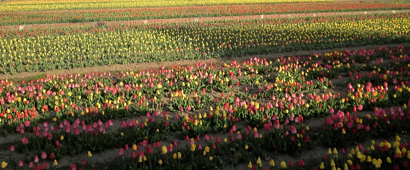 hamura_2011041706310000 (800x333)