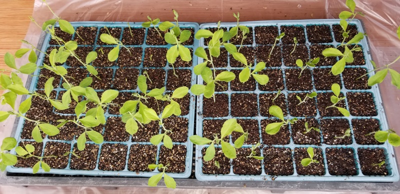 sweet-pea_20181231_132227 (800x389)