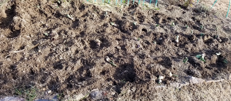 Boar-attack_20190308_082250 (800x351)