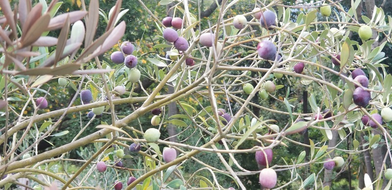 オリーブの木の根元に虫食い穴発見 正体は 木は大丈夫 Life Island