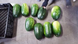 togan_20170612_164119 (640x360)